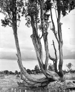 Väljal, Enno (1928-2011)