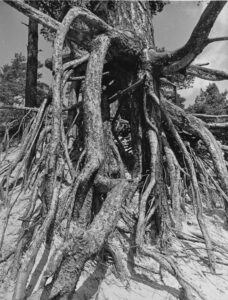 Väljal, Enno (1928-2011)