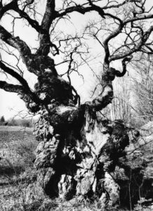 Väljal, Enno (1928-2011)