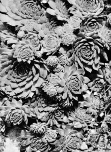 Väljal, Enno (1928-2011)