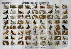 Uhrmann, Tafel der Taubenrassen